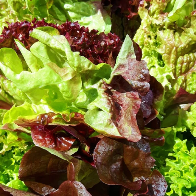 Beilagensalat